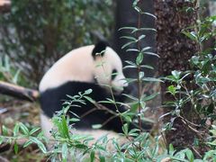 -成都大熊猫繁育研究基地