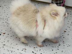 -瑞派康怡24h宠物医院·犬猫医疗中心·微创绝育(瑞景分院)
