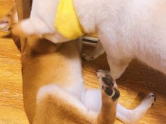 -柴犬高等学院·狗咖·柴犬售卖·宠物训练