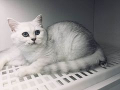 -lincat·猫舍(广州店)