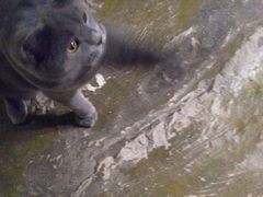 -猫猫幼稚园·撸猫·桌游·电玩