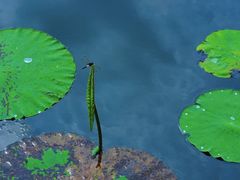 -荷塘月色湿地公园·向阳花洲