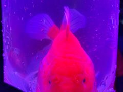 -中环花鸟鱼虫市场