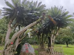 -中国科学院西双版纳热带植物园
