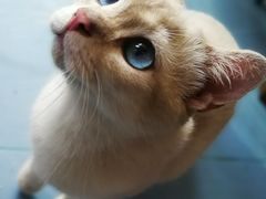 -猫色咖啡·猫咖