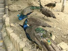 -栾川竹海野生动物园