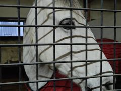 -北京群众马术培训基地