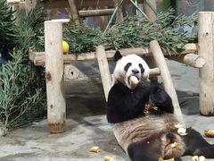 -栾川竹海野生动物园