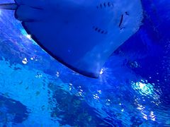-上海海昌海洋公园