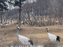 -沈阳森林动物园