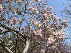 -洛阳市隋唐城遗址植物园