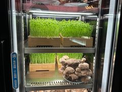 豆苗-捞王猪肚鸡火锅(金华义乌之心店)