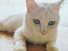 -猫的茶·猫咖