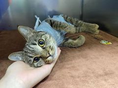 -凯特喵百思猫专科医院