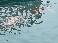 -广东惠东海龟国家级自然保护区