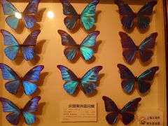 -上海大自然野生昆虫馆