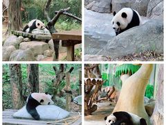 -广州长隆野生动物世界