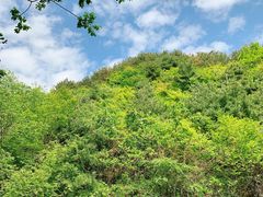 -王顺山国家森林公园