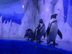 -多彩贵州城极地海洋世界