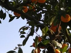 -前小桔亲子创意农场·草莓采摘·露营烧烤