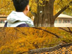 -千年银杏谷文化旅游区