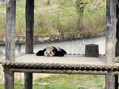 -中国大熊猫保护研究中心雅安碧峰峡基地