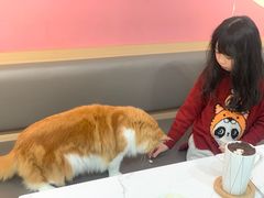 -喵园·猫主题咖啡厅·撸猫·猫咖(国贸店)