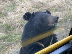 -黑瞎子岛探秘野熊园