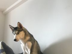 -Husky Go! 哈士奇体验馆·宠物咖啡厅狗咖