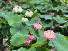 -广州莲花山旅游区