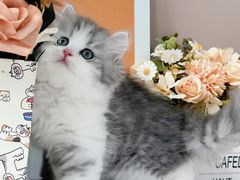 -小猫来了·猫舍(红山六九七九店)