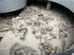 -自贡恐龙博物馆