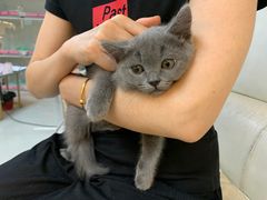 -lincat·猫舍(广州店)