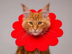 -猫十亿·布偶金渐层·曼基康矮脚猫舍(青年路店)