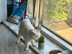 -中农大我爱我爱24h动物医院·中医针灸·猫专科·骨科医疗中心(双井店)
