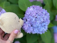 -上海滨江森林公园