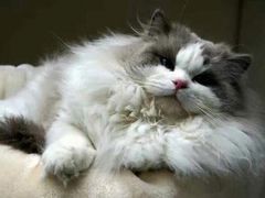 -青奢宠物·青奢猫舍