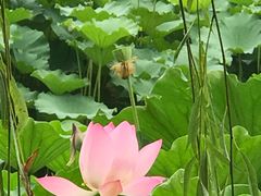 -紫竹院公园冰场
