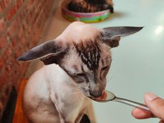 -豆逗聊愈猫阁Easy Life