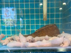 -李哥海鲜烧烤家常菜(孔雀城店)
