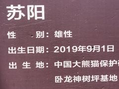 -都江堰中华大熊猫苑