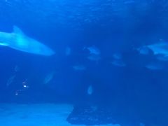 -常州海昌海洋探索馆