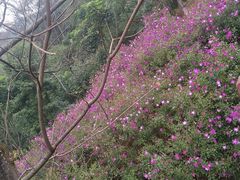 -广州市石门国家森林公园