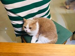 -IYO矮哟猫主题休闲馆·猫咖(南山店)