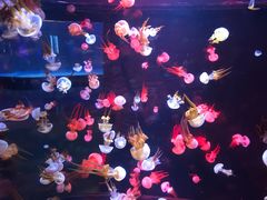 -烟台海昌鲸鲨海洋公园