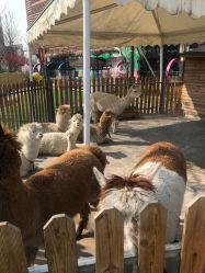 -萌宠亲子动物乐园(槐房万达店)