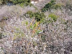 -广州市流溪河国家森林公园