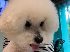 -瑞派申生动物医院·24H夜诊·国际动物医疗中心·骨外科(吴中路店)
