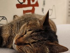 -猫的天空之城概念书店(杭州南宋御街店)