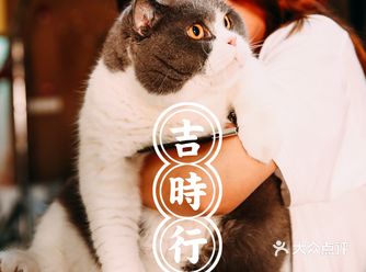 你们没见过的外星生物-蓝白英短